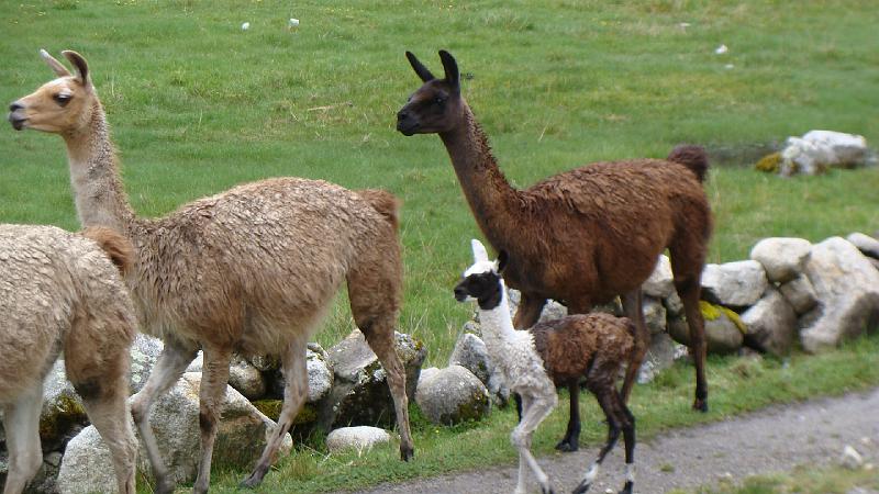 Illampu Trek Steves (52).JPG